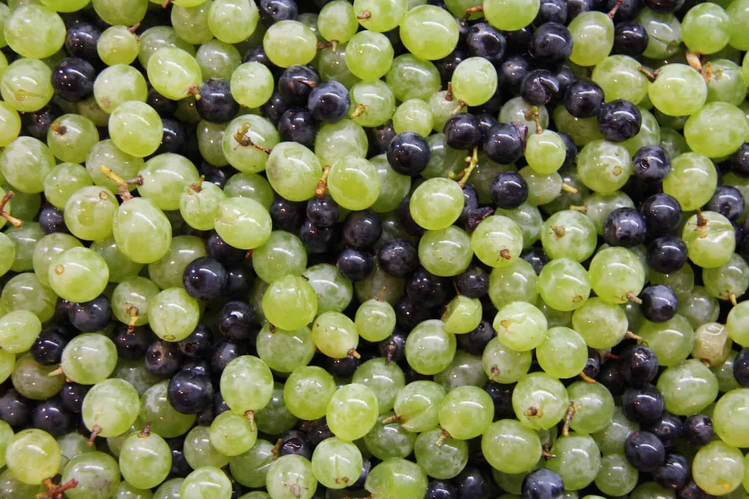 Homegrown Organic Grapes | Home for the Harvest Gardening Blog – Home ...
