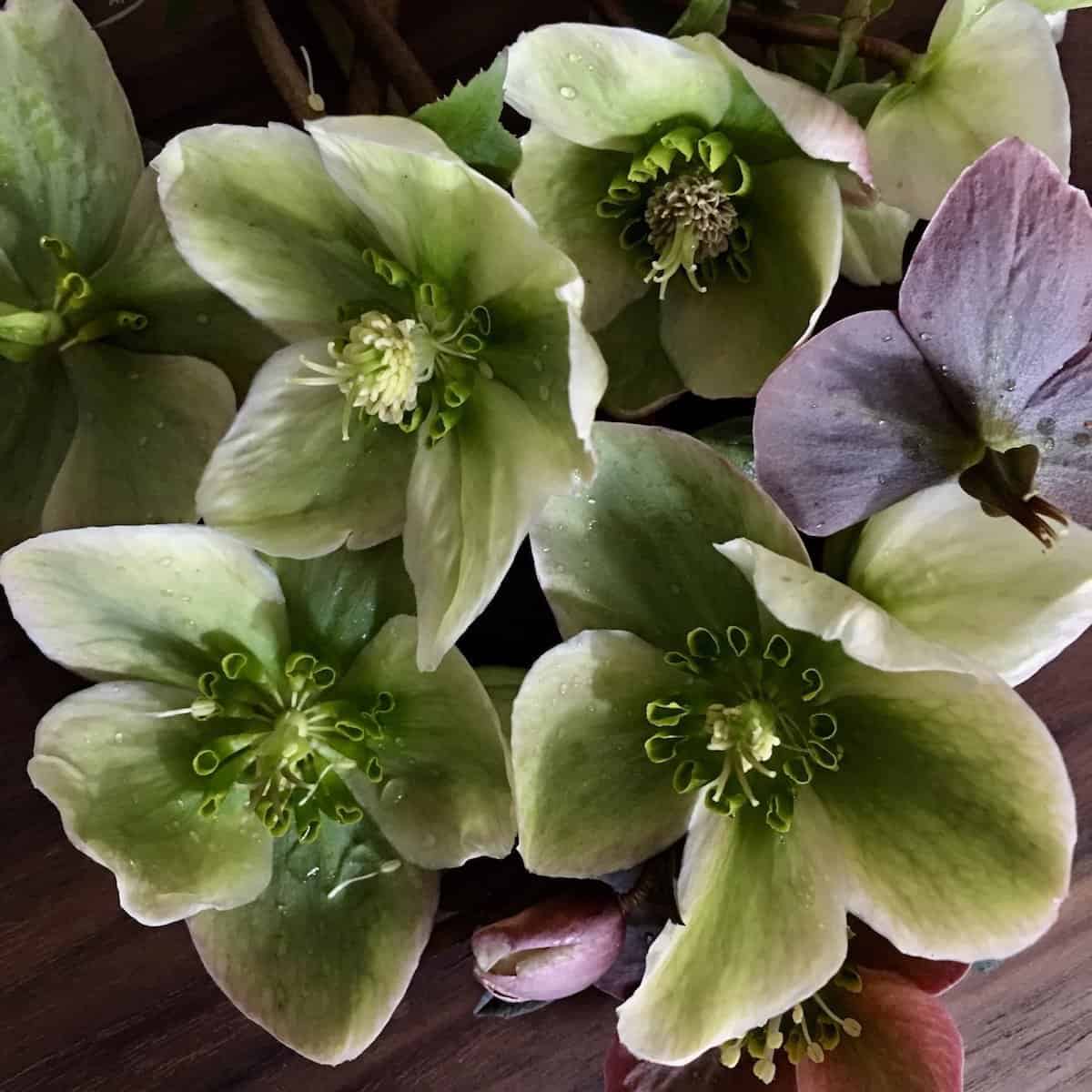 Hellebore Blooms | Home for the Harvest – Home for the Harvest - Leaf Hellebore Home Decor Inspiration