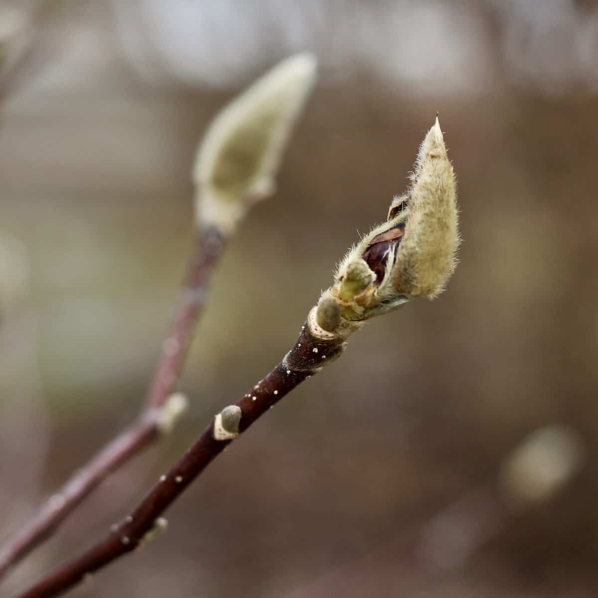 Magnolia Bud Bursting Open | Home for the Harvest – Home for the Harvest