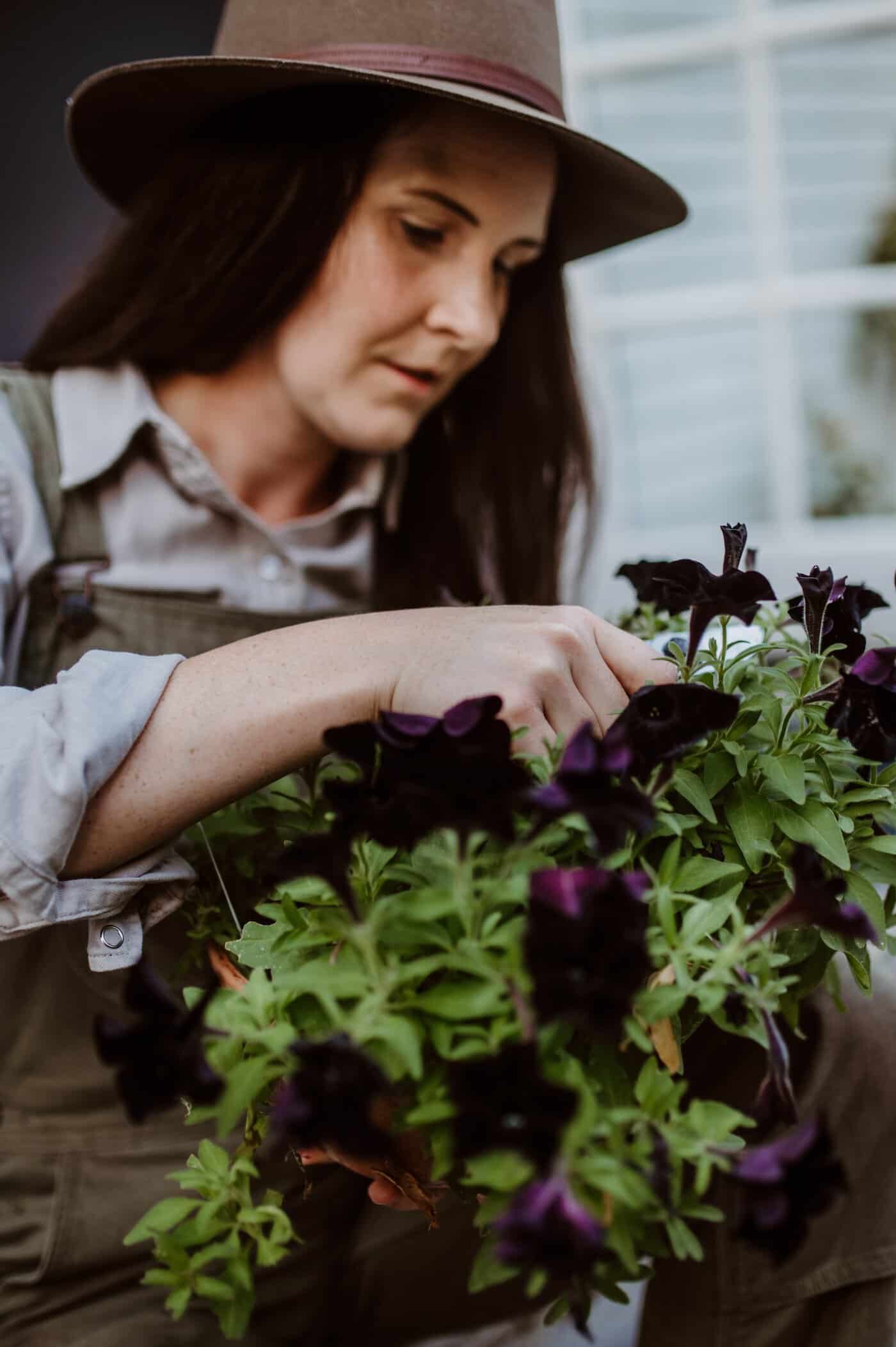 Black petunia potted plant