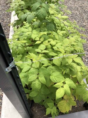 Raspberry fertilizer 🌿 🍇 Boost your berries for a bountiful harvest