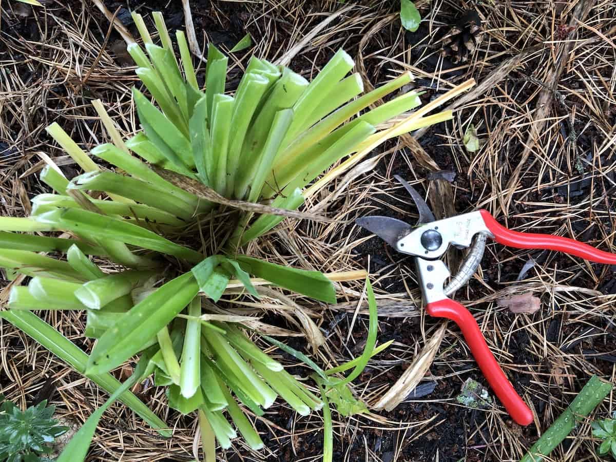 Cutting back a daylily plant in the fall
