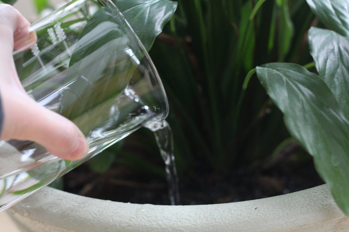 A hand pours water from a glass into the soil of a potted peace lily.