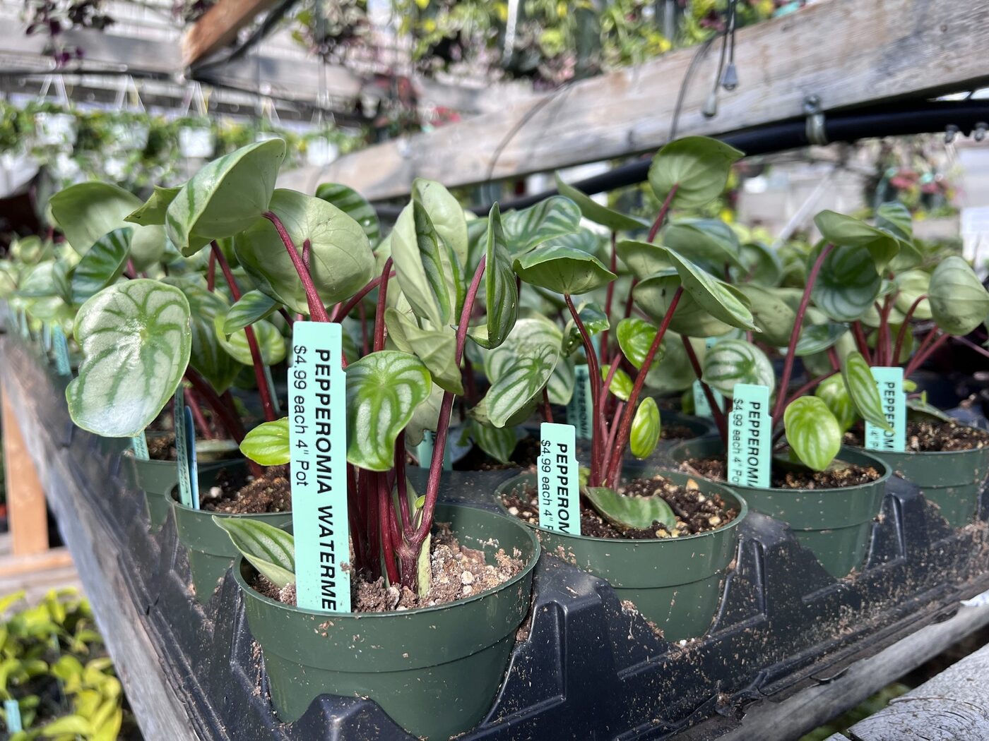 Watermelon peperomia plants with silver-striped leaves and red stems in green nursery pots.