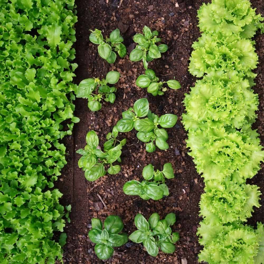 Vegetable First Course Vegetable Gardening Course – Home for the Harvest