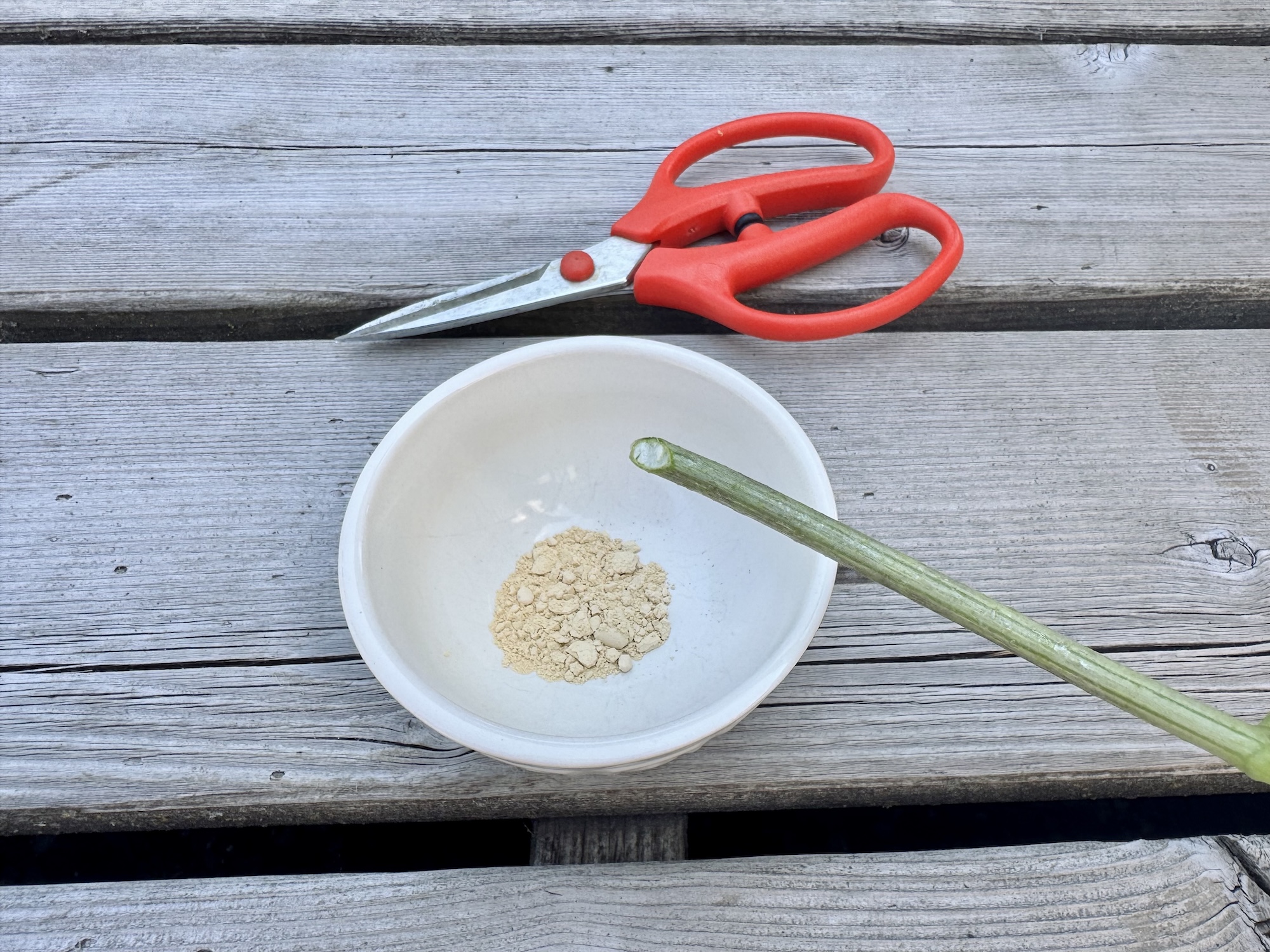 hydrangea cutting with rooting hormone