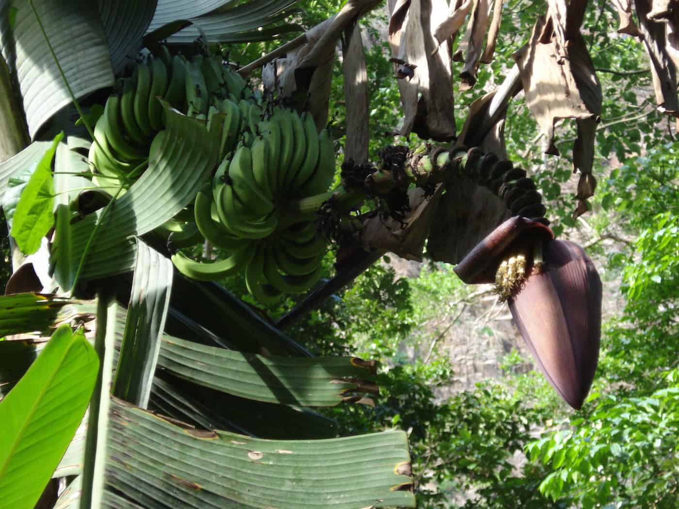 banana flower - ghana 2008