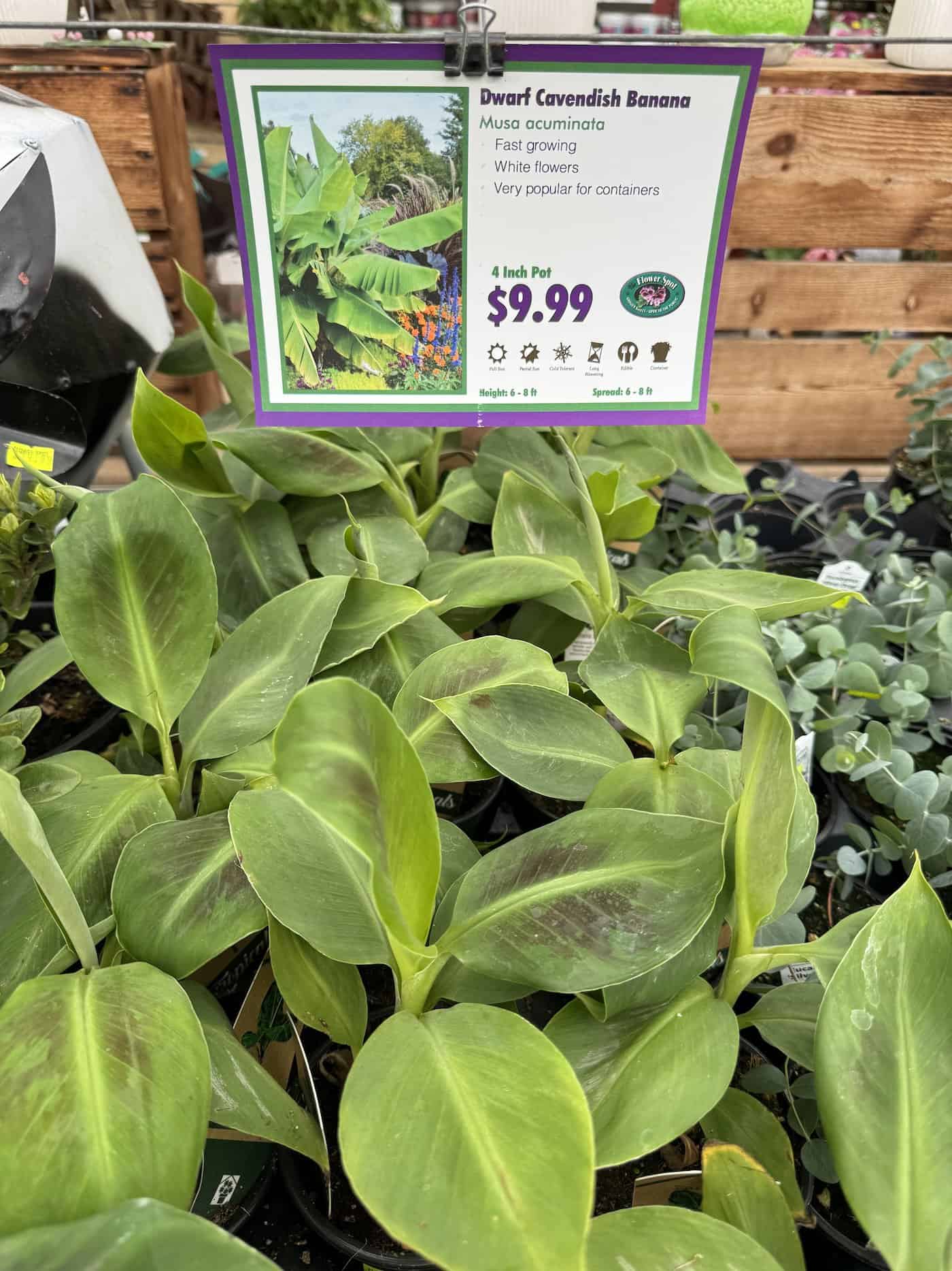 Dwarf Cavendish banana tree care