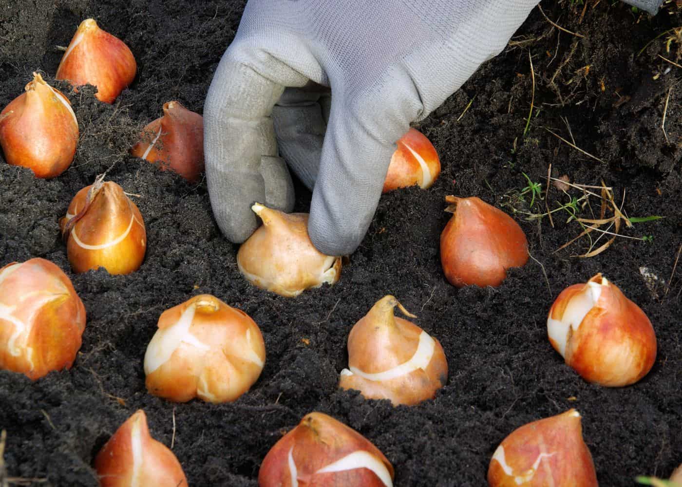 bulbs to plant in the fall