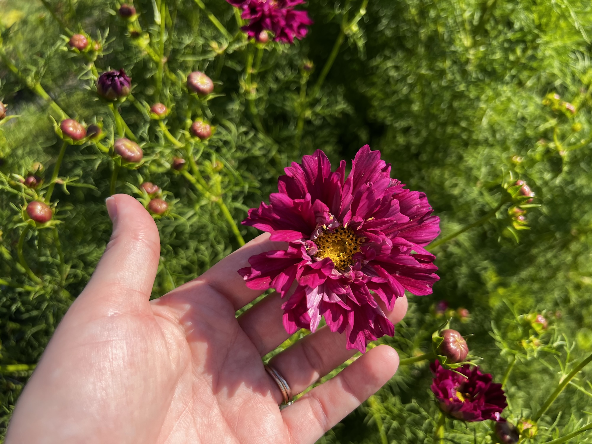 How to grow cosmos