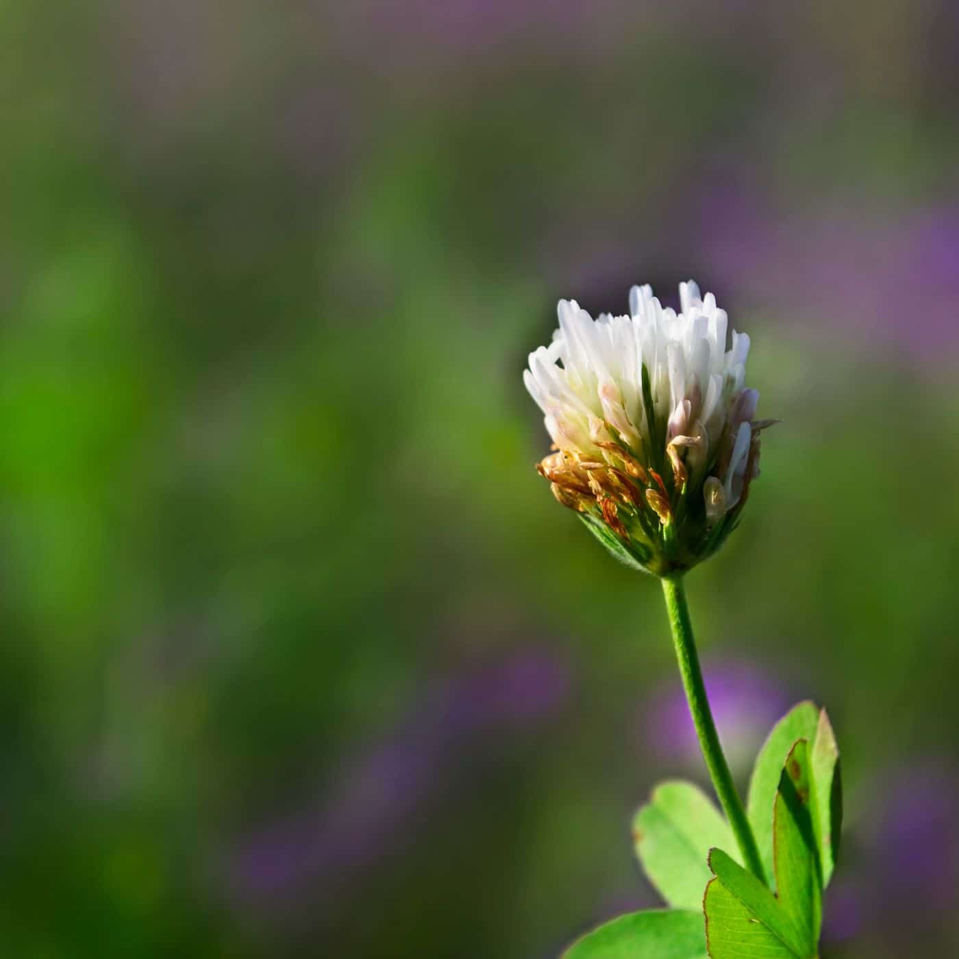 Berseem clover – Home for the Harvest