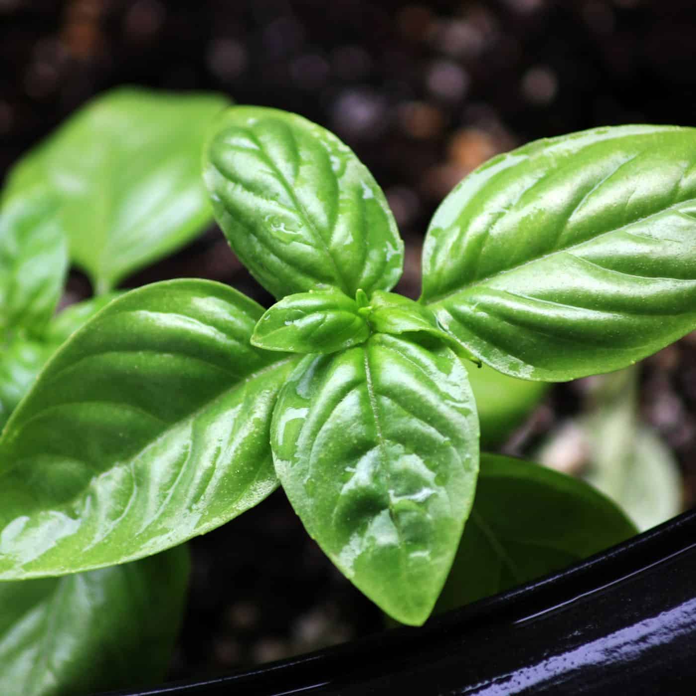 Valsa Basil Genovese Basil – Home for the Harvest