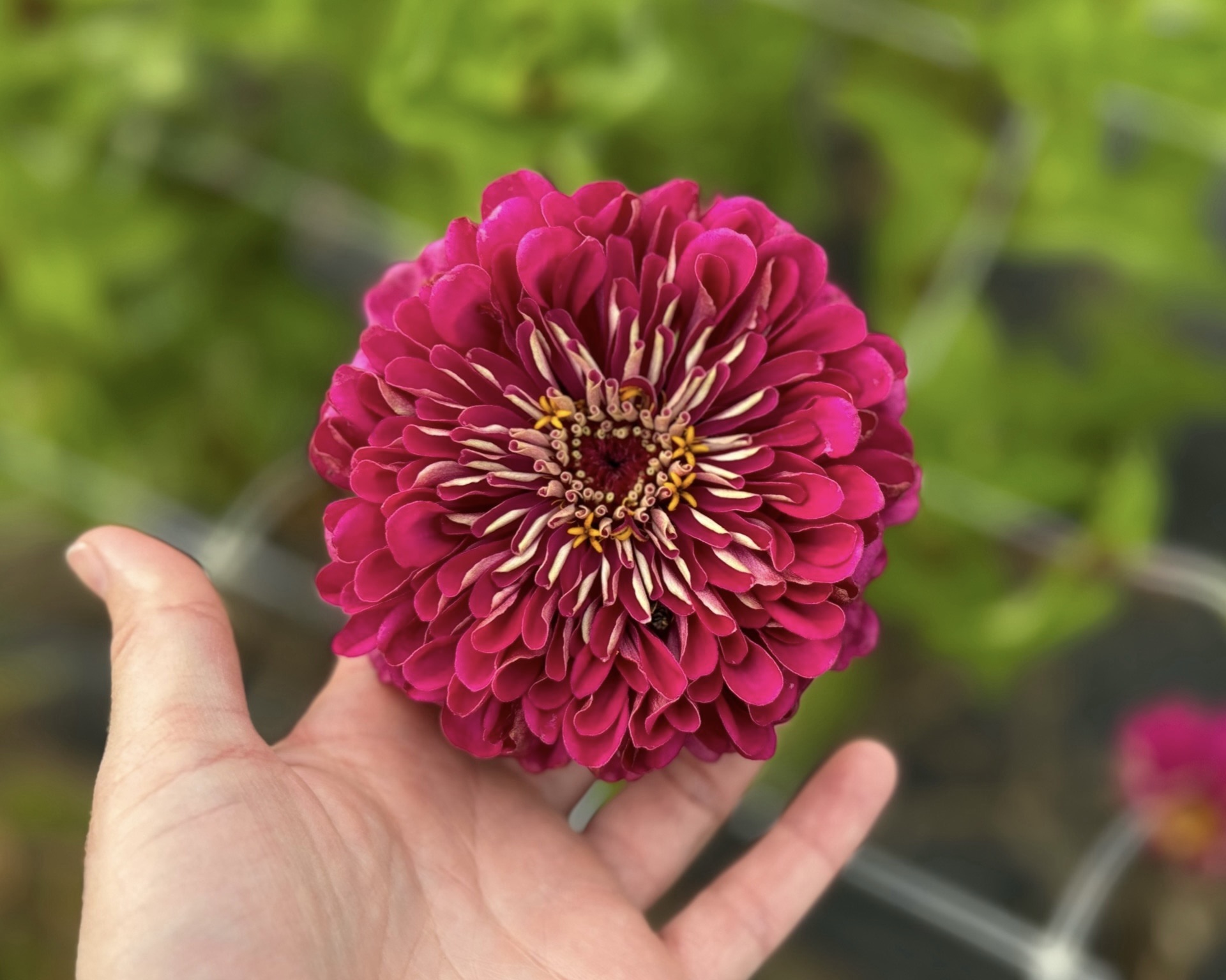 How to grow zinnias