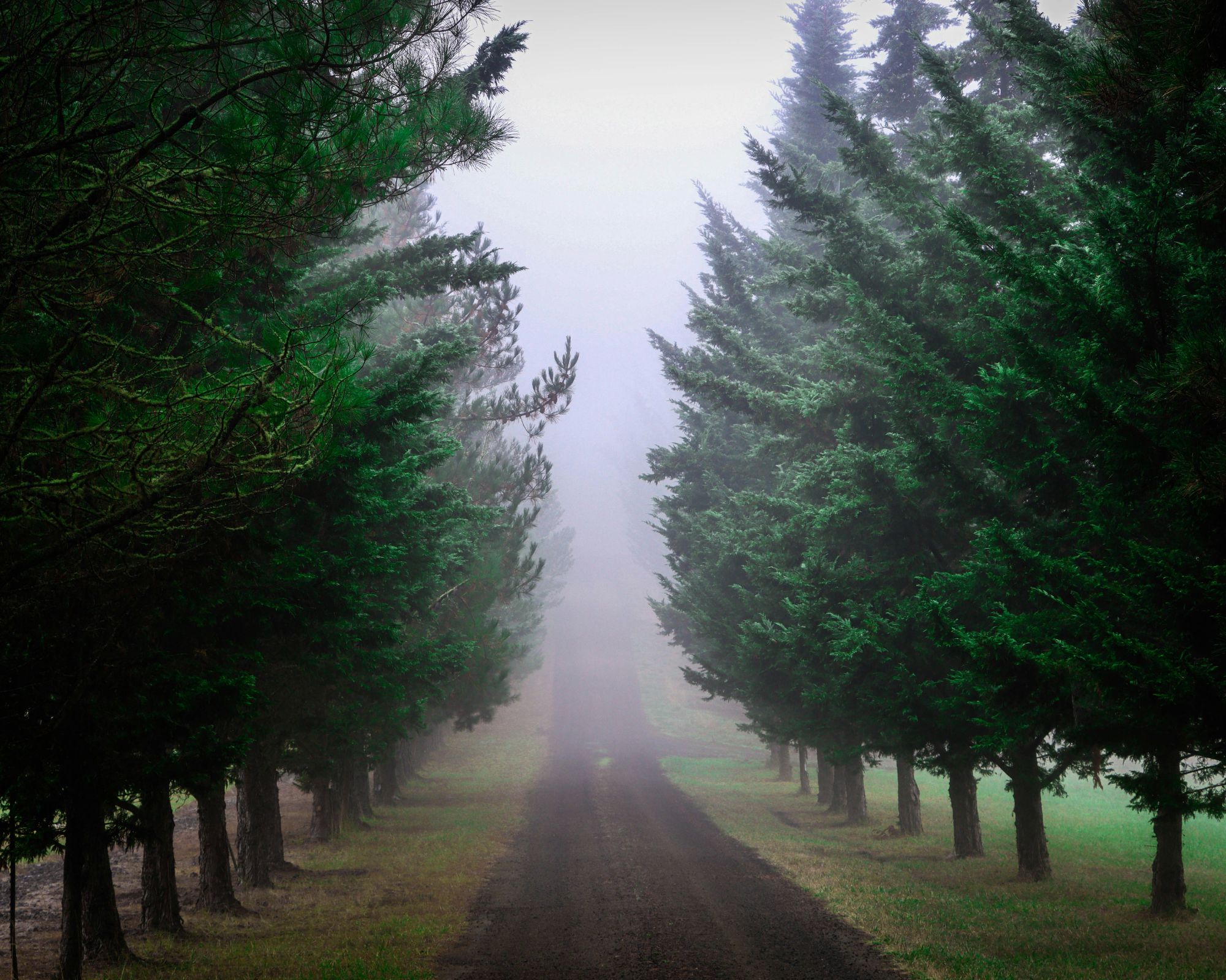 Foggy evergreen driveway
