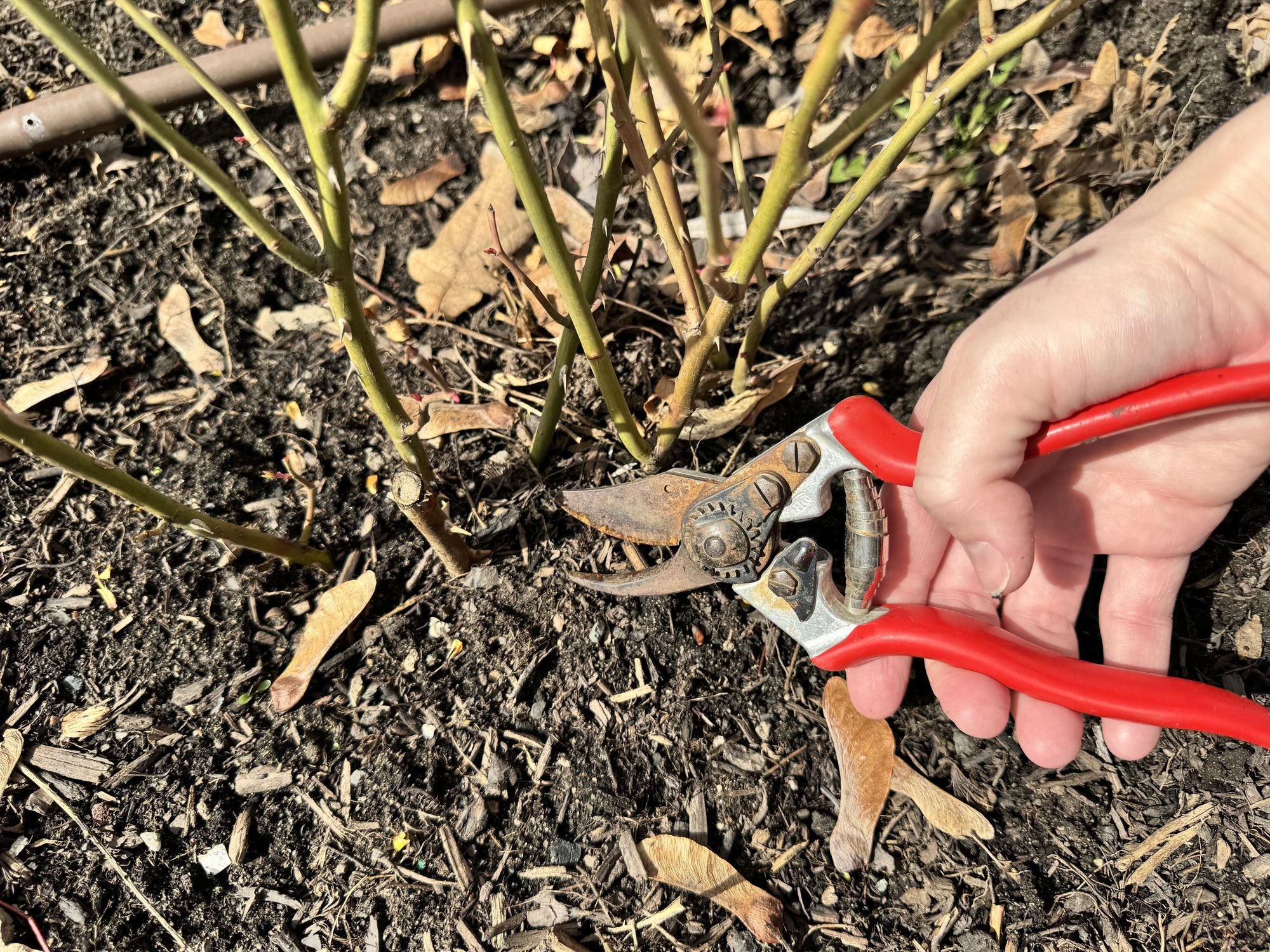 Pruning roses in March