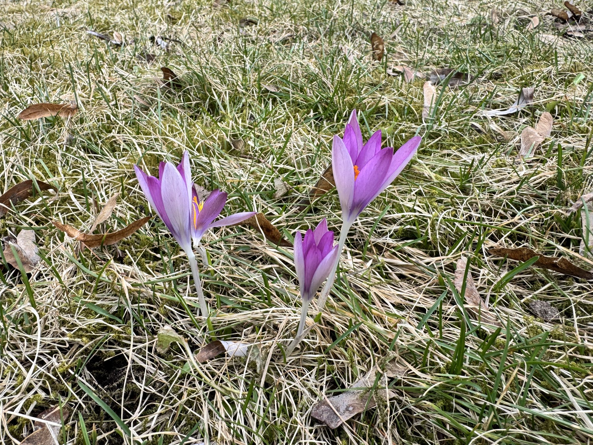 Early spring lawn care