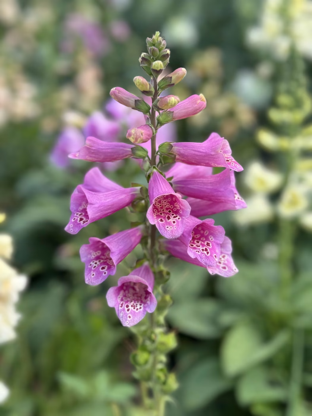 garden cultivar magenta-spotted-foxglove-flower-plant
