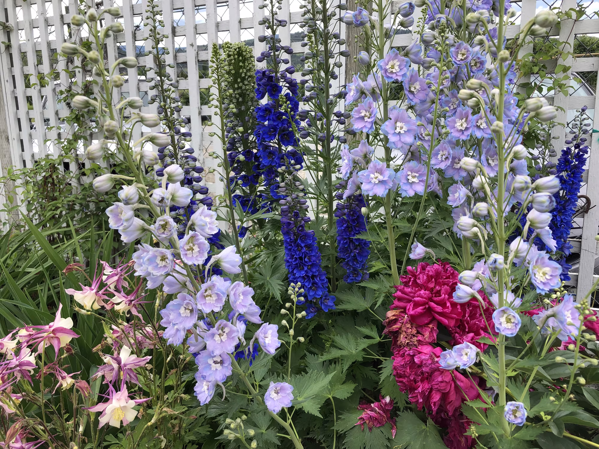garden cultivars of delphinium