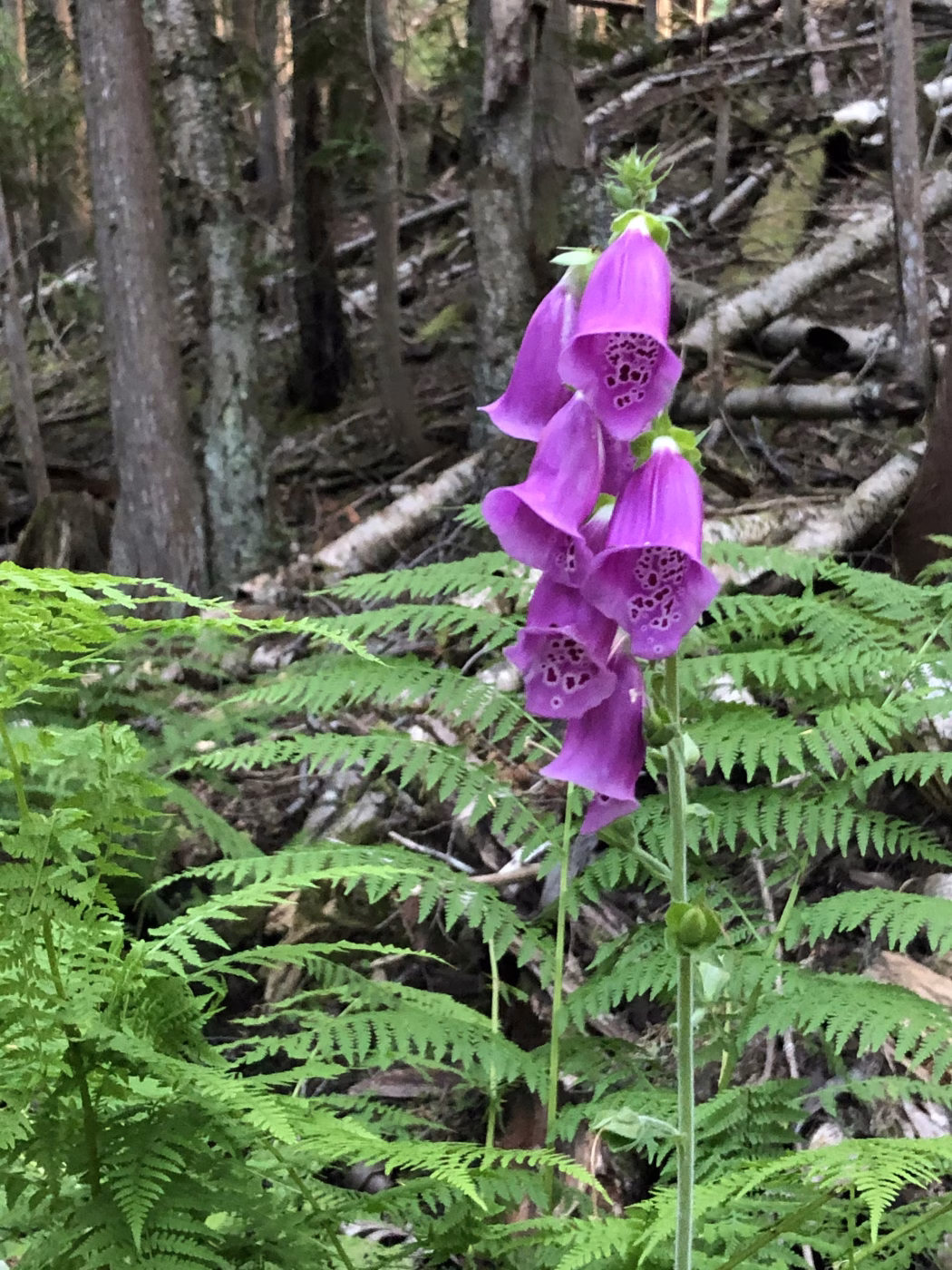 wild-purple-foxglove-flowers-forest-ferns