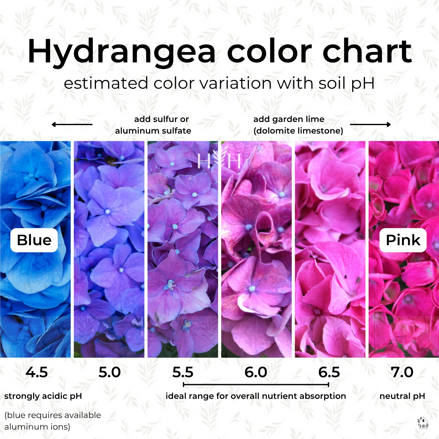 Hydrangea color chart showing bloom color by soil pH: blue at pH 4.5 and 5.0, purple at 5.5 and 6.0, and pink at 6.5 and 7.0